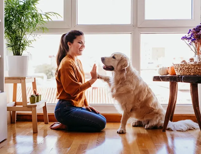 6 tipů, jak udržovat v čistotě psa i vaše obydlí