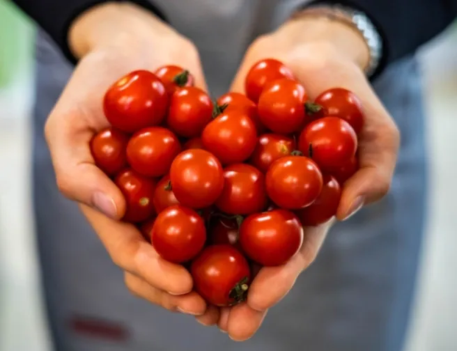 5 tipů, na recepty z rajčat: zkuste kečup nebo pesto