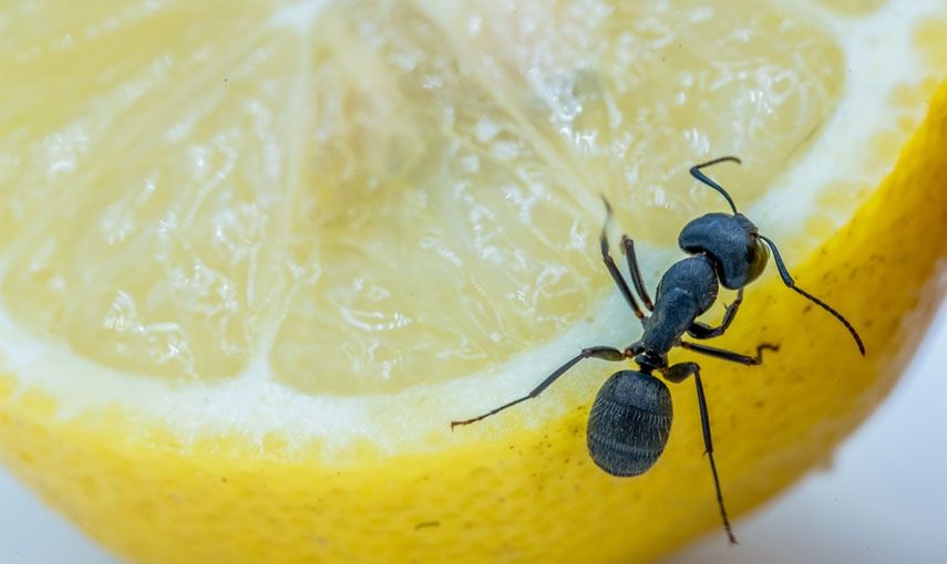 Mravenci v kredenci: Jak vyhnat nezvané hosty? hlavní banner
