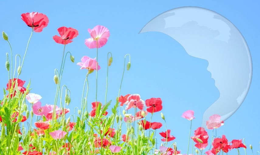 Červnový horoskop a lunární kalendář pro krásu hlavní banner