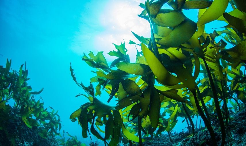 Chlorella, spirulina a mořské řasy: Zelená pro krásu! hlavní banner