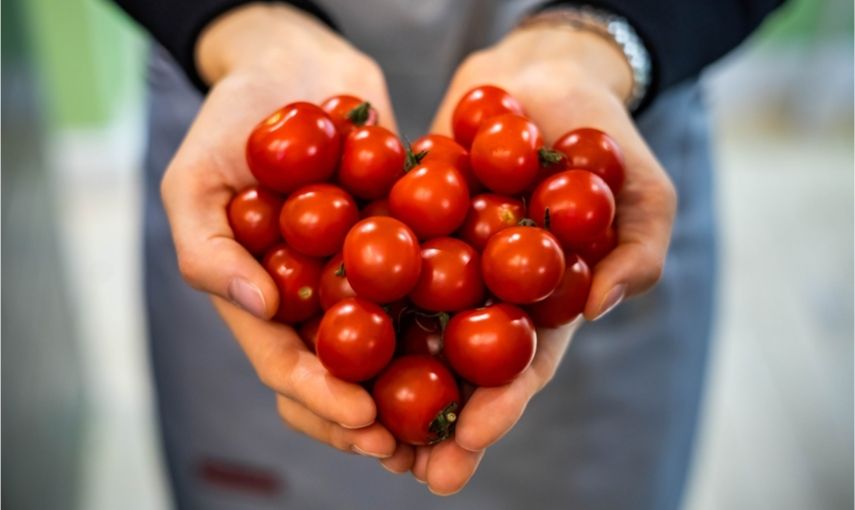 5 tipů, na recepty z rajčat: zkuste kečup nebo pesto hlavní banner